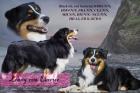 Wunderschöner Australian Shepherd Deckrüde mit ASCA Papieren