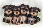 Reinrassige Yorkshire Terrier Welpen geimpft + gechipt