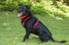 FELICITI - Schnauzer-Mix - 1 Jahr - Tierhilfe-Franken e.V.