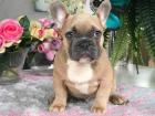 Französische Bulldoggen Blue / Blue red fawn