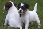 MINI Jack Russell Baby DRINGEND abzugeben, Heide