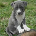 American Staffordshire Welpen Blue-Line