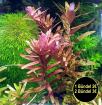 Indische Rotala, Aquariumpflanzen, Versand