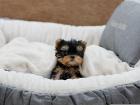 TINY Micro Yorkshire Terrier Welpen