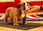 Englisch Bulldog Welpen mit FCI Ahnentafel