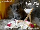 Maine Coon Kitten - Kater in Blue - sucht liebevolles Zuhause 