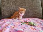 3 Weibchen Maine Coonies Kitten Farbe (ROT) red tabby