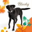 Blacky - lieber, aktiver Familienhund