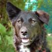NORMITA - Mix - 1 Jahr - Tierhilfe-Franken e.V.