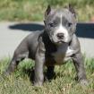 Reinrassige American Pitbull Blueliner Welpen.