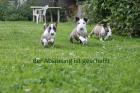 Reinrassiges Miniature Bull-Terrier-Welpen.