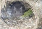 2 Gerbil Böcke/Rennmäsue in wild und blau