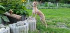 Italienisches Windspiel... Italian Greyhound