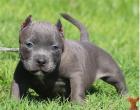 American Pitbull Terrier Blue-Line Welpen