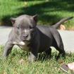 Reinrassige American Pit Bull Terrier Welpen