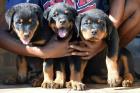 Top Rottweilerwelpen