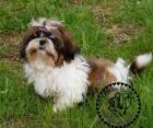 Gesunde kleinbleibende Shih Tzu Welpen