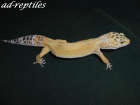 0,1 Super Hypo Tangerine CT Leopardgecko 