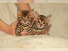 2 Bengal Kitten Rosetten mit Stammbaum