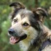 JOVI - männlich  3 Jahre  58 cm  28 kg  Collie-Mix  Gechipt  Kastriert