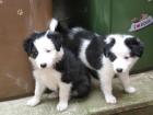 Welpen Border Collie