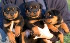 Süße reinrassige Rottweiler Welpen mit Stammbaum, Rostock