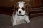 Cavalier King Charles spaniel Welpen