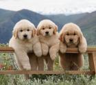 Golden Retriever Mädchen- und Jungen-Clique! ?