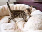 Wundervolle Bengal Babys in brown tabby roset