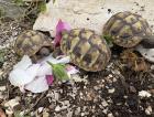 Griechische Landschildkröten mit Papieren NZ 2024 aus ganzjähriger Freilandhaltu