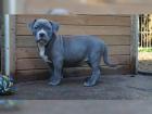 Reinrassige American Pit Bull Terrier Welpen