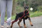 Dobermann Welpen aus gesunder Zucht mit Papieren