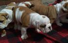 Englishbulldog Welpen zur Adoption