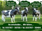 Holstein - Friesian Deko Kuh lebensgross - Recht -  Links - oder Geradeaus sehen