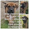 Dogo canario Welpen