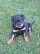 Kerngesunde Rottweilerwelpen