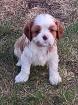 Cavalier Kings Charles Spaniel - welpen