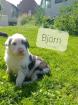 Australian Sheperd/Border Collie Mix Welpen