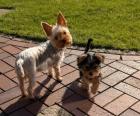 Yorkshire Terrier Welpe (Rüde) sucht sein Zuhause!