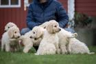 Goldendoodle F1bb Welpen abzugeben