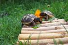 Griechische Landschildkröten