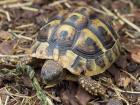 Griechische Landschildkröten 2024 und 2024 abzugeben