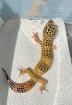 Leopardgecko 1.0