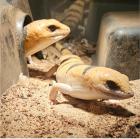 2 x Peters Banded Skink (Tunesischer Nachtskink)