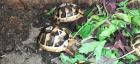 Breitrandschildkröte NZ