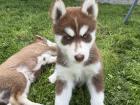 Sibirische Husky-Welpen – 8 Wochen alt, geimpft & entwurmt