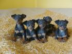 Zwergpinscher black and tan mit FCI Abstammung