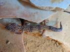 Einsames Leopardgeckoweibchen zu verschenken