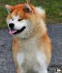 AKITA INU - Japanische Akita Welpen