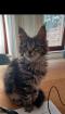 Maine Coon Kitten - noch 2 Kater und Katze